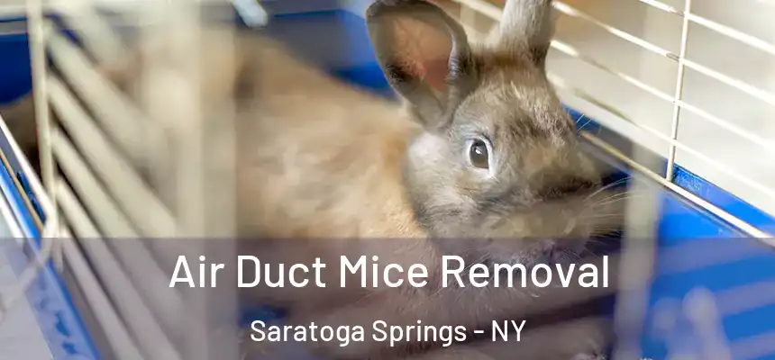  Air Duct Mice Removal Saratoga Springs - NY